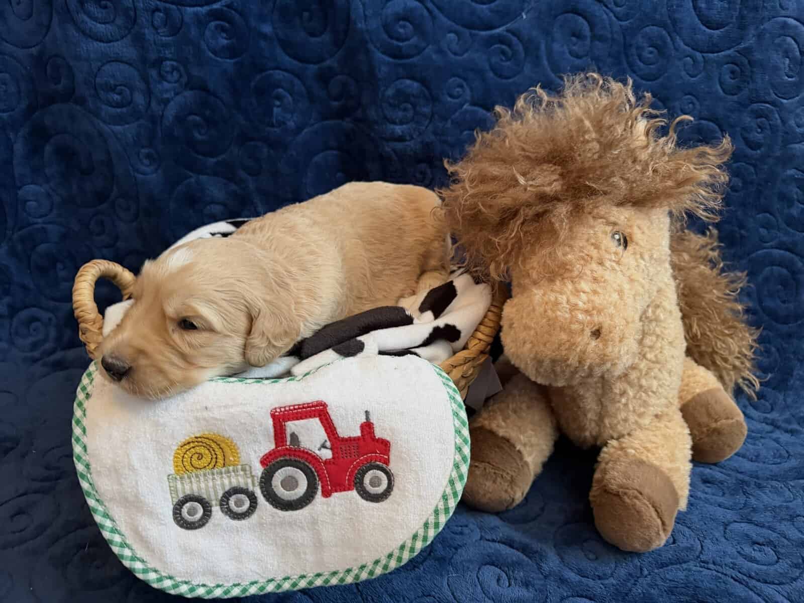 Goldendoodle puppies image 2