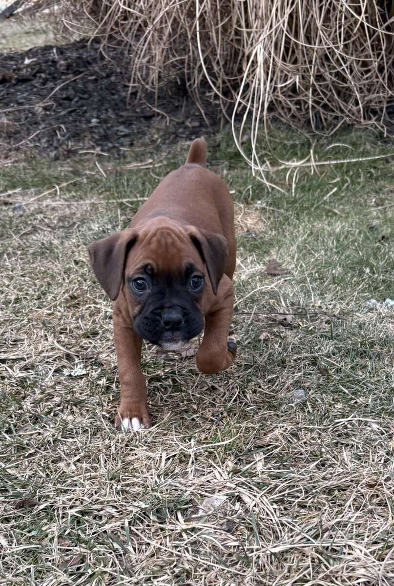 Boxer puppies image 11