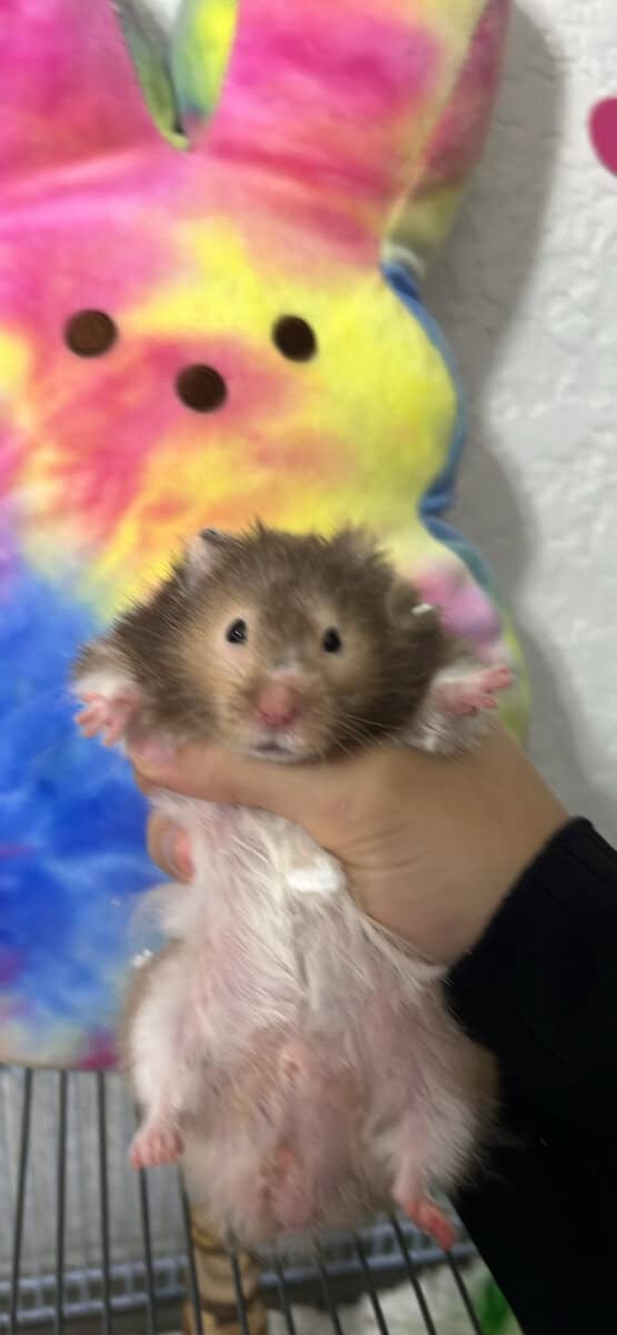 rehoming hamsters image 1
