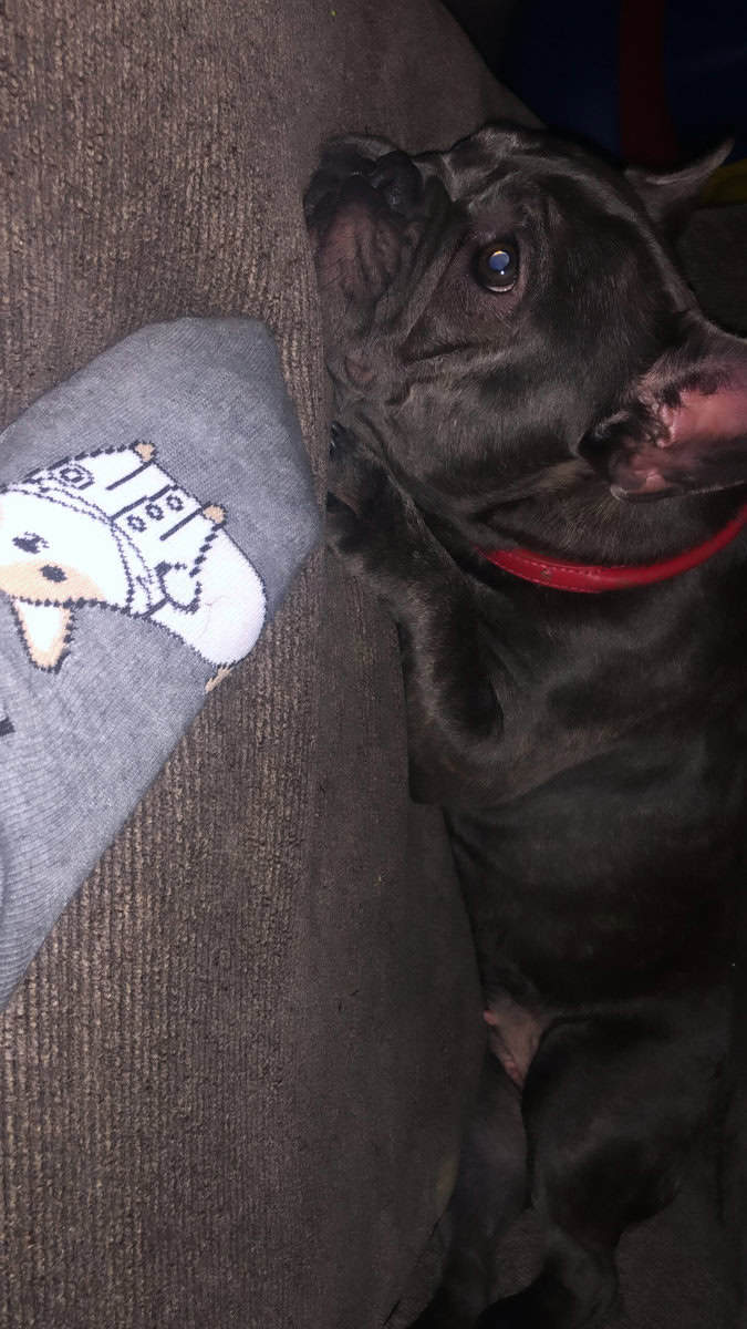 Female French bulldog image 5
