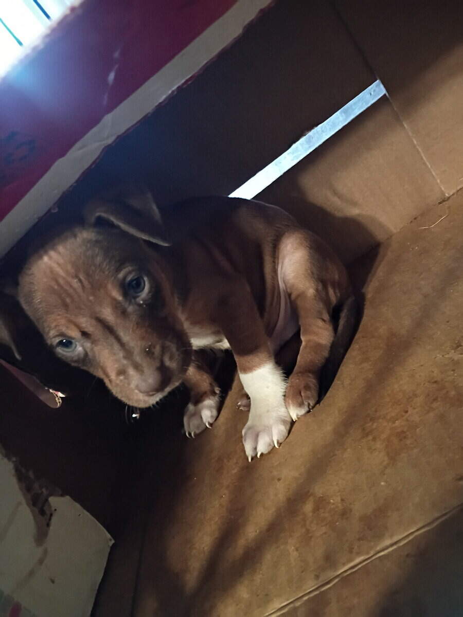 Pitbulls puppy 1 girl and 3 boys left image 2