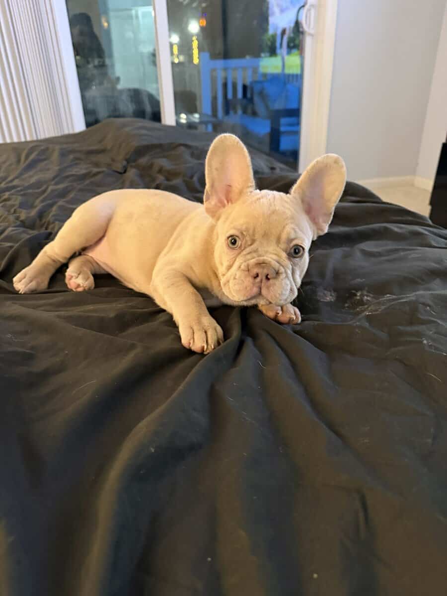 Beautiful Cream French Bulldog Female image 6