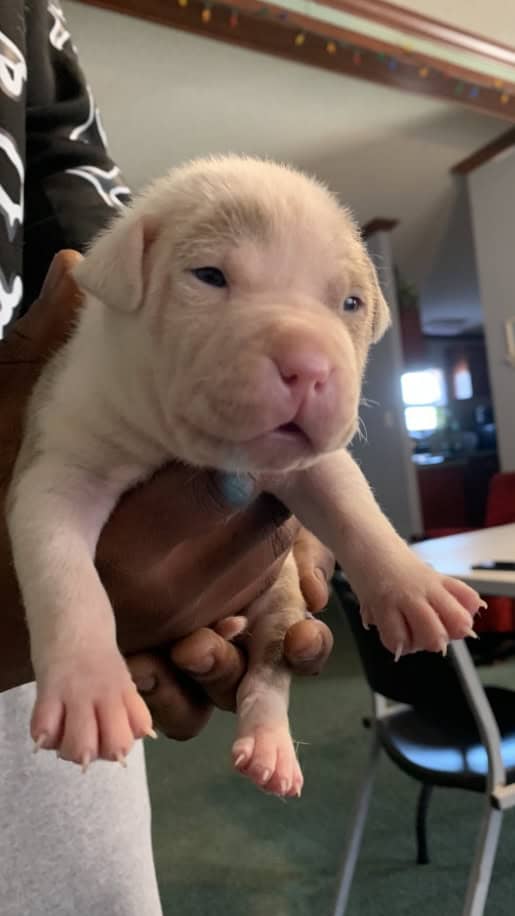 Pitbull puppy image 3