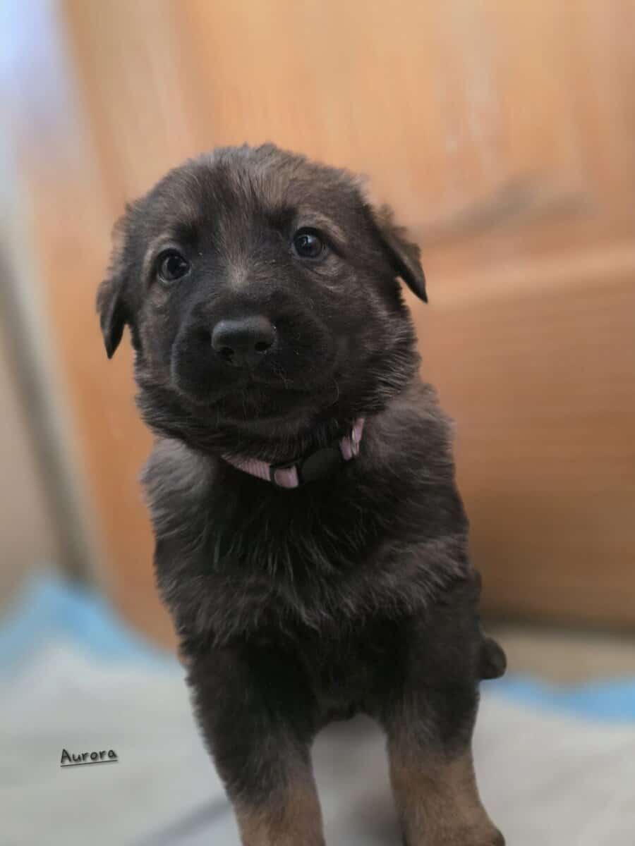 German Shepherd Puppies image 1