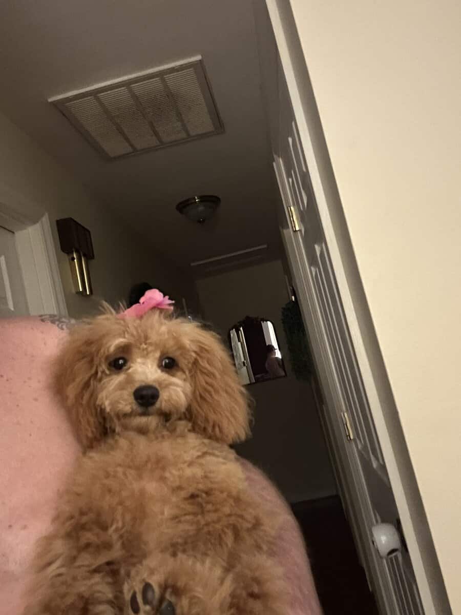 I have a six month old, miniature golden doodle image 1
