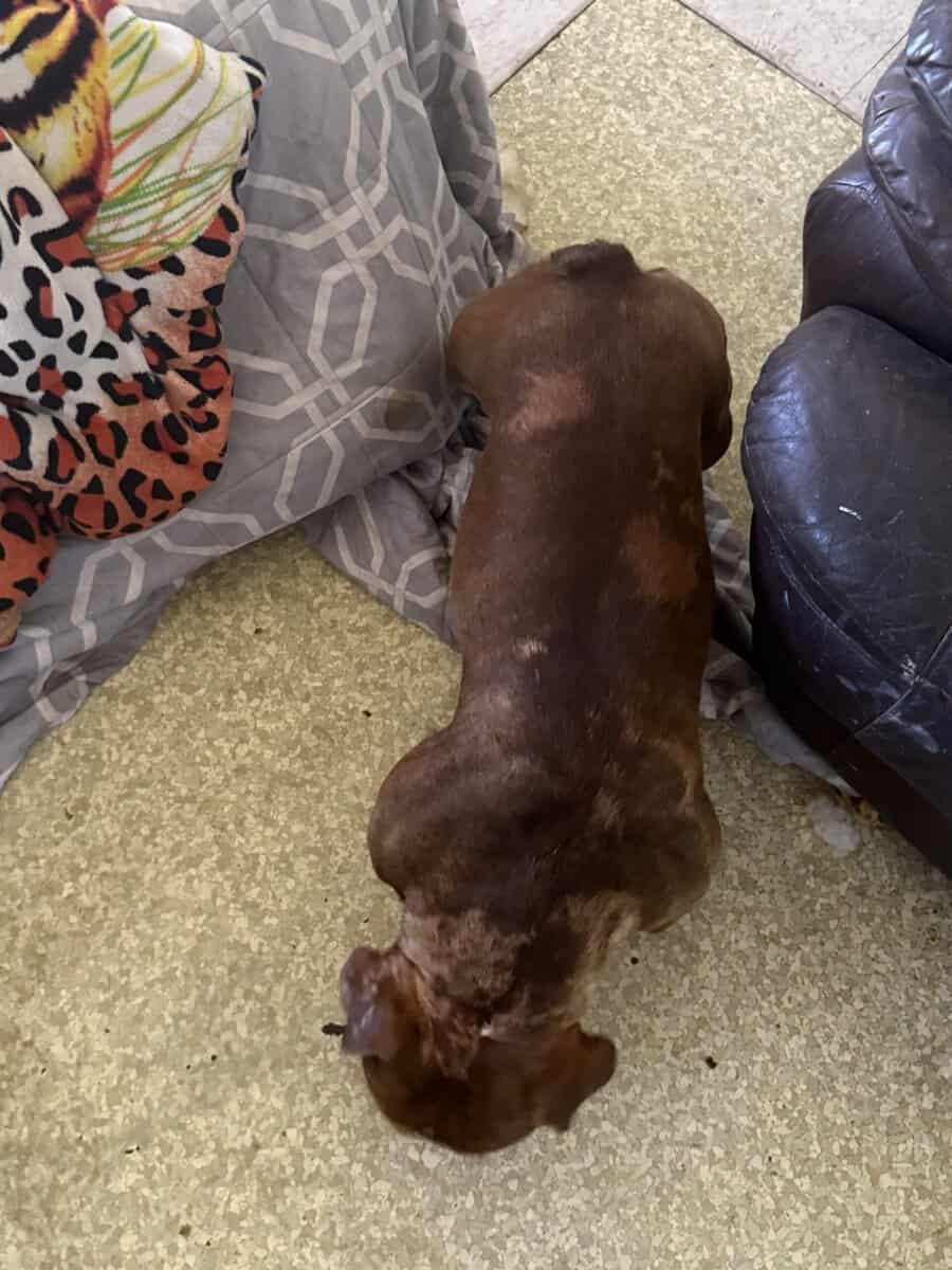 XL BULLY BREEDER FOR SALE! 1 year old image 12