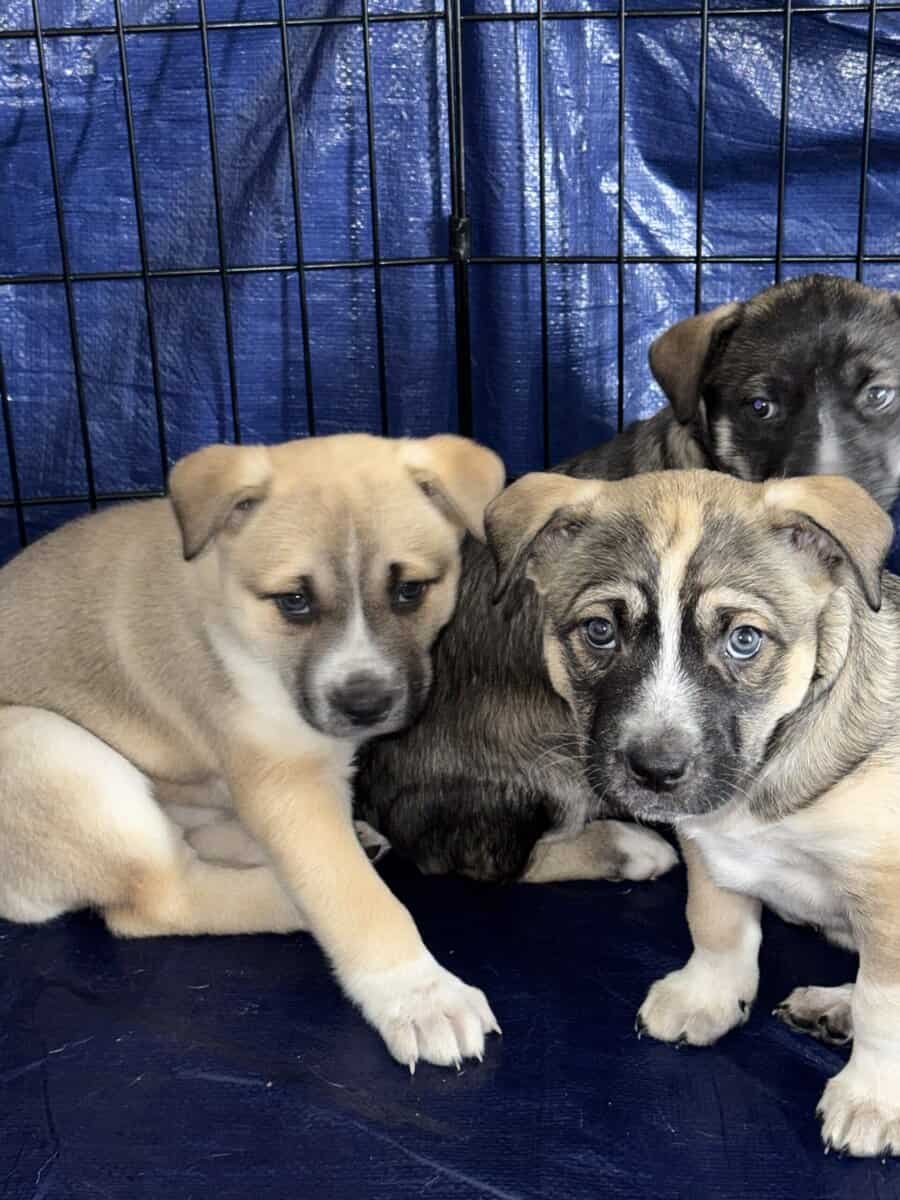 Husky/pitbull mix image 1