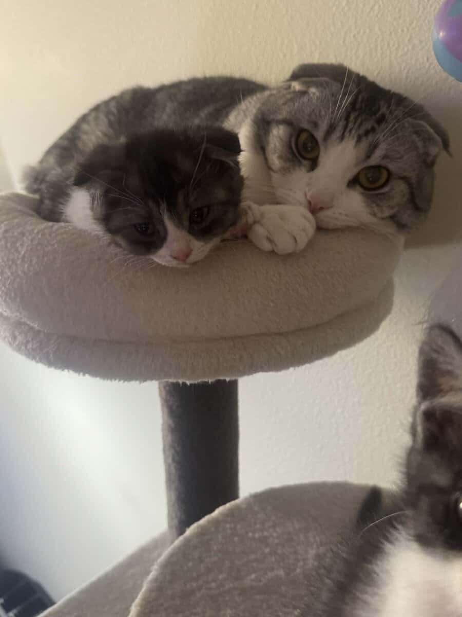 Scottish Fold Kittens – Healthy, Social, Indoor‑Ra image 10
