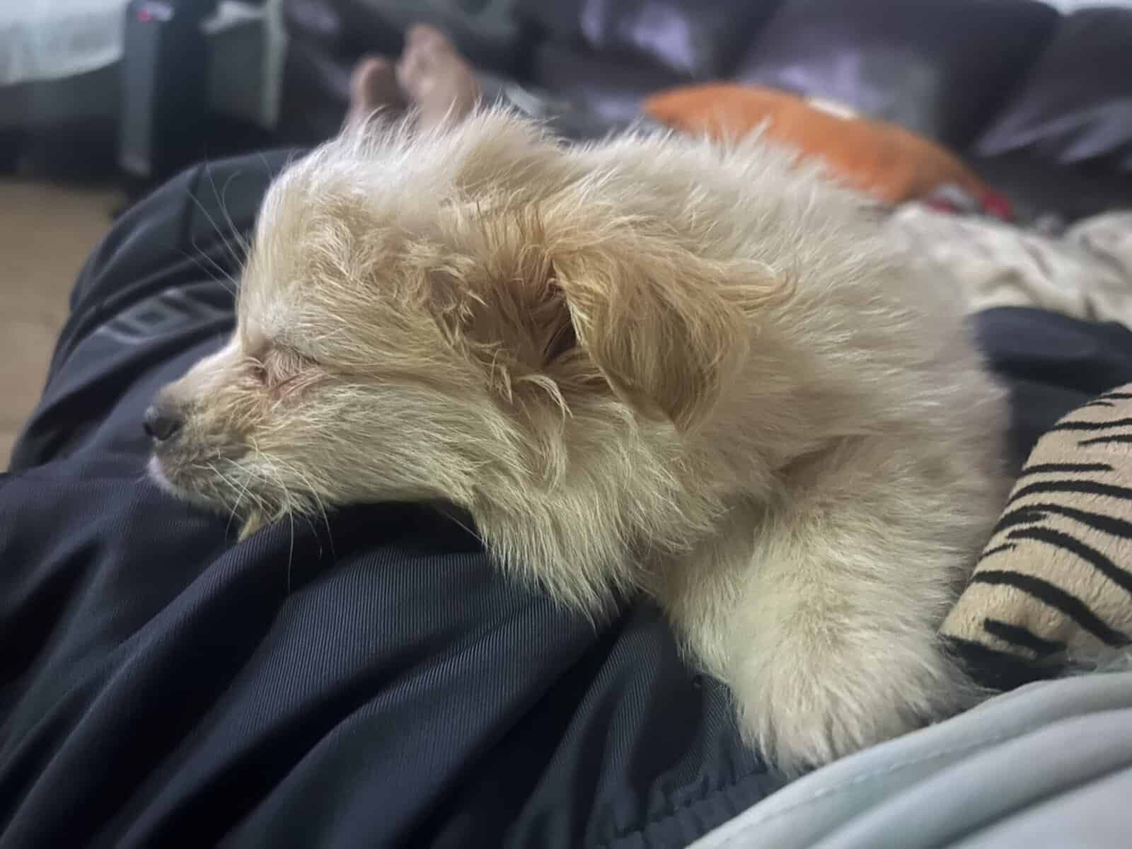 Miniature Maltipom puppy boy for sale image 6