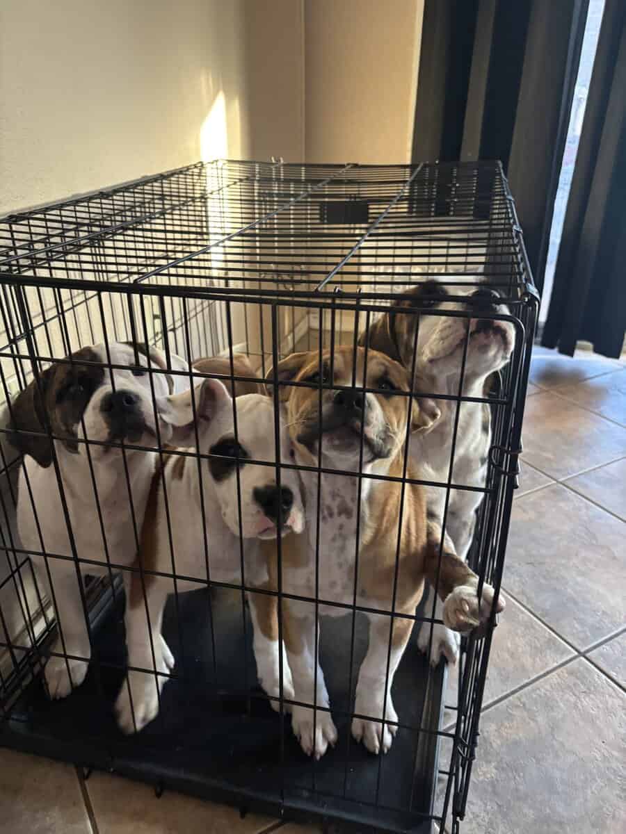 Rehoming 4 month old puppies image 1