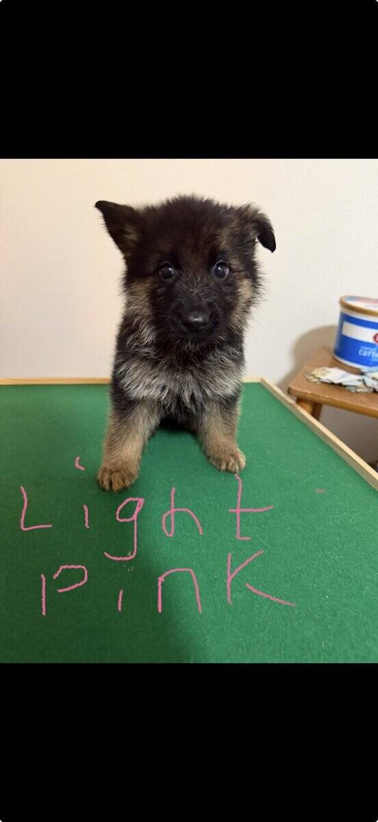 AKC purebred German Shepherd puppies image 5