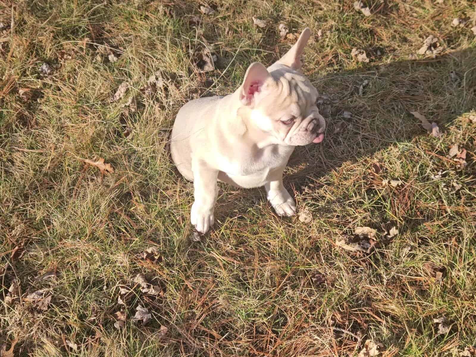 French bulldogs puppies image 2