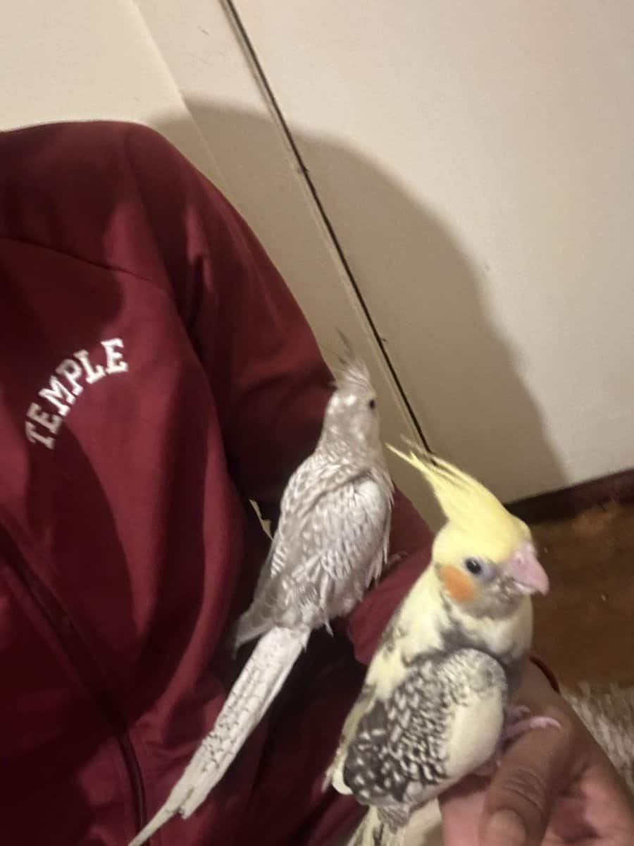 Male cockatiel for sale in Nj image 3