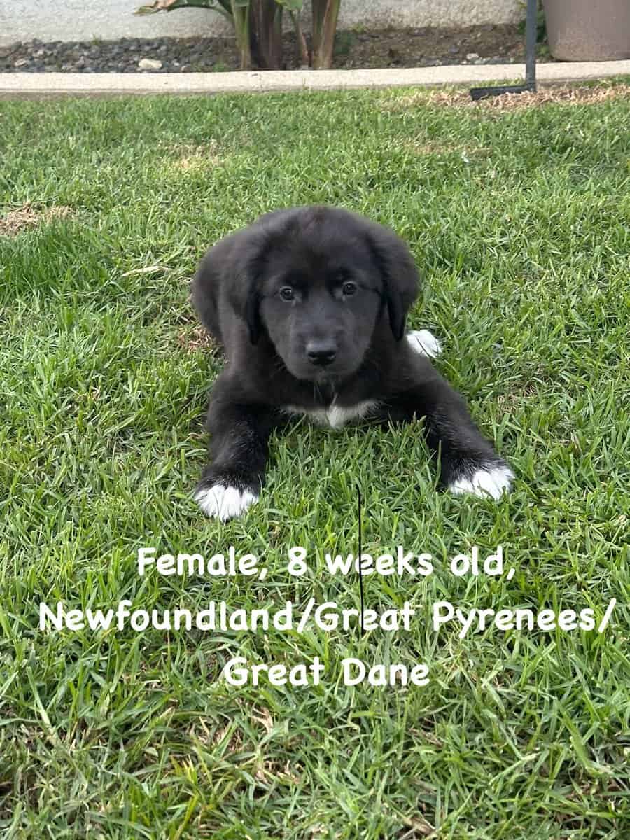 Newfoundland Mix image 2