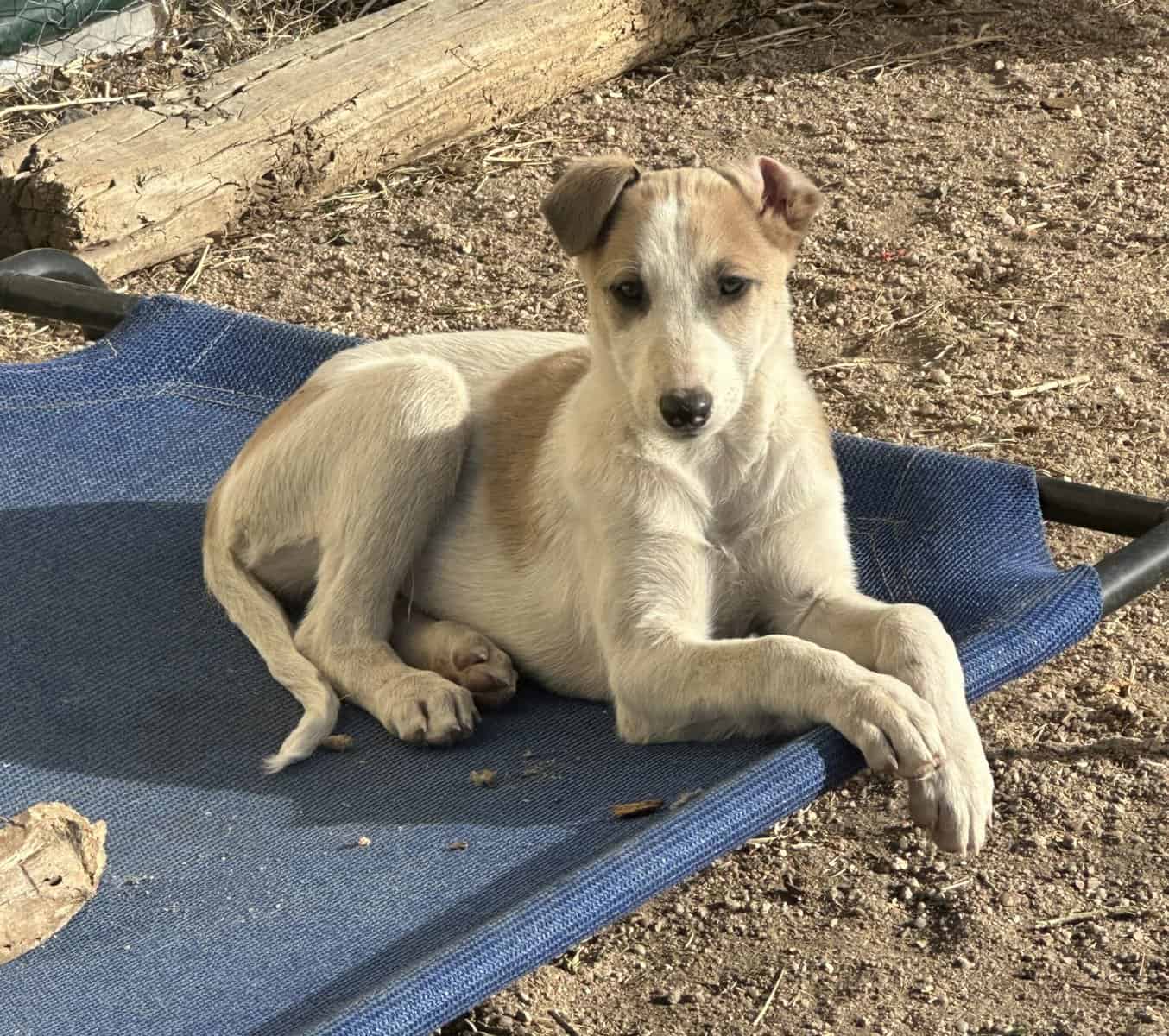 Borzoi-Greyhound Puppies image 3