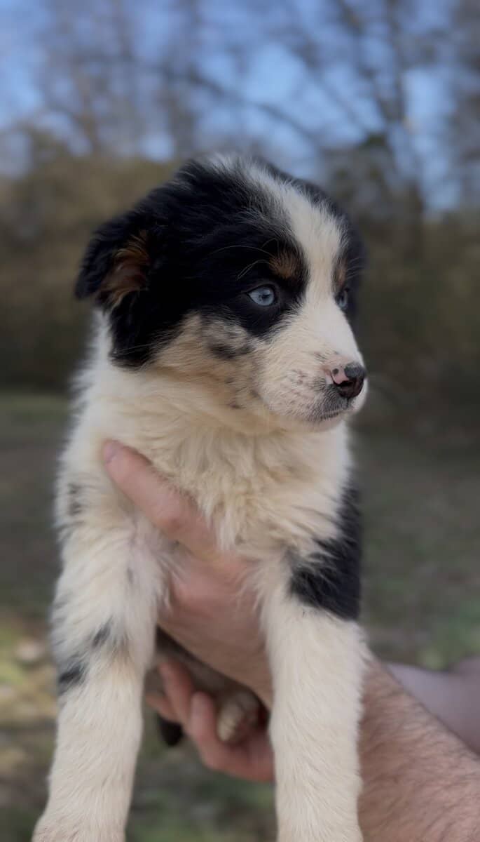 Miniature Australian Shepherds image 1
