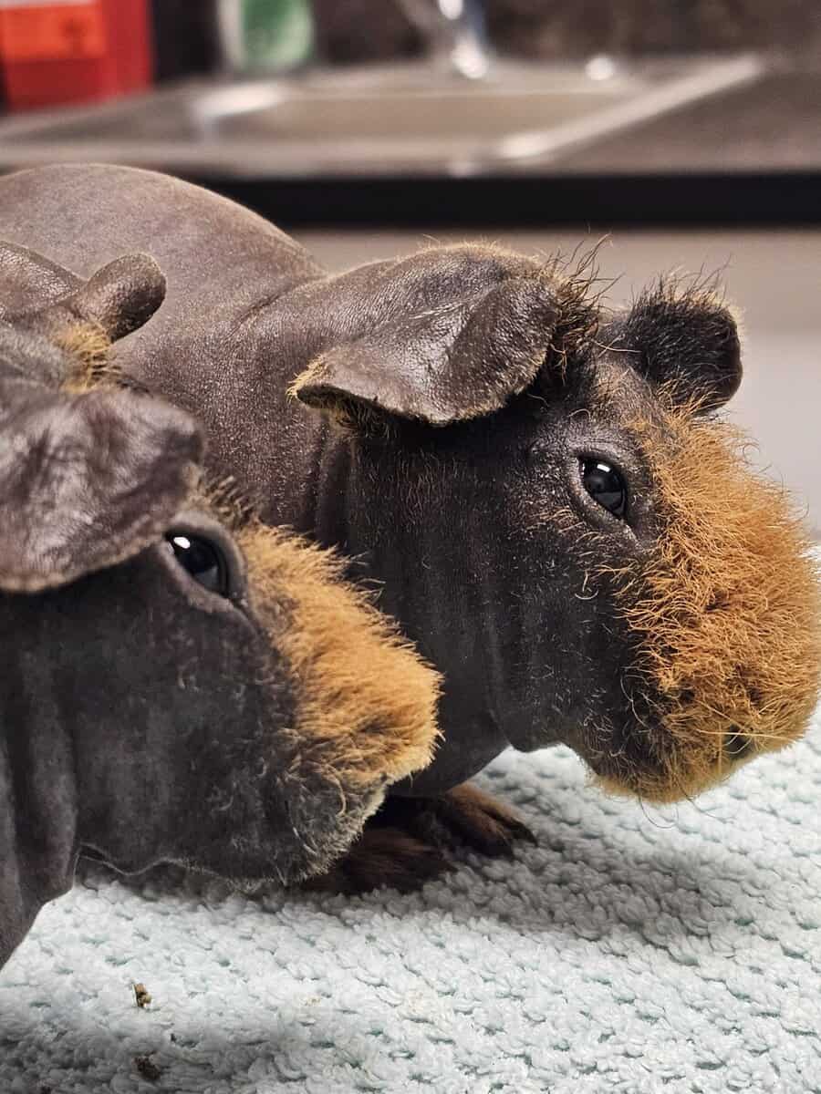 Skinny pig babies for rehoming image 1
