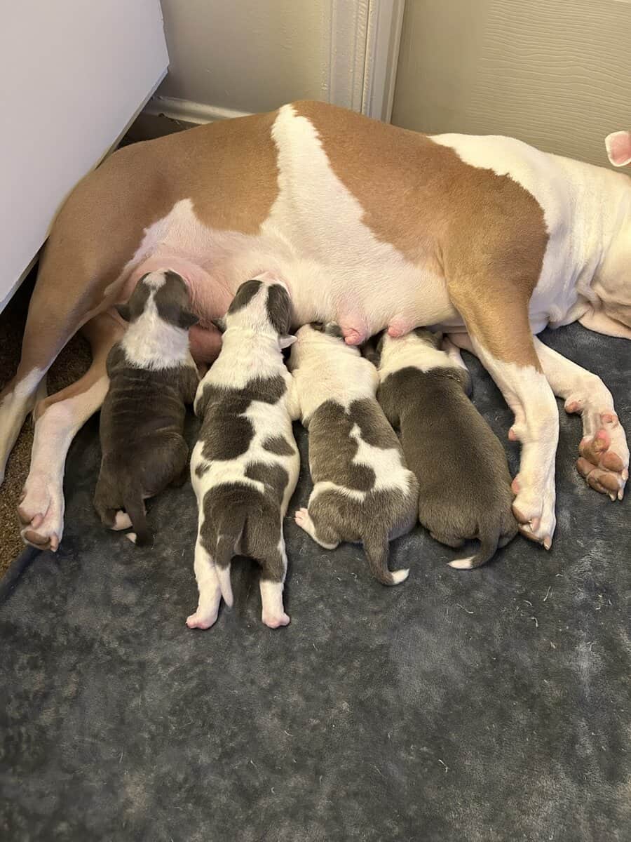 Puppies for rehoming image 7