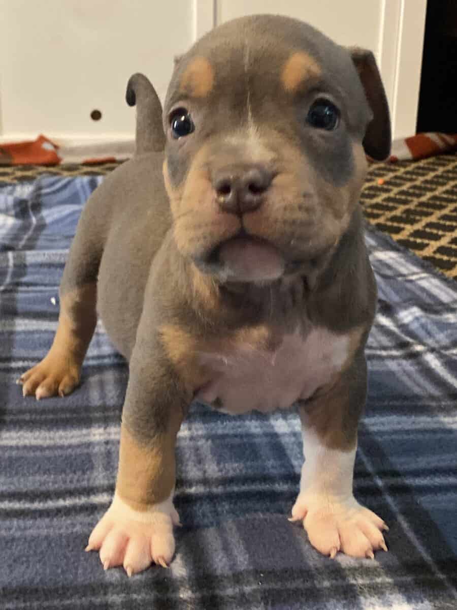 American bully pups looking for rehoming image 5
