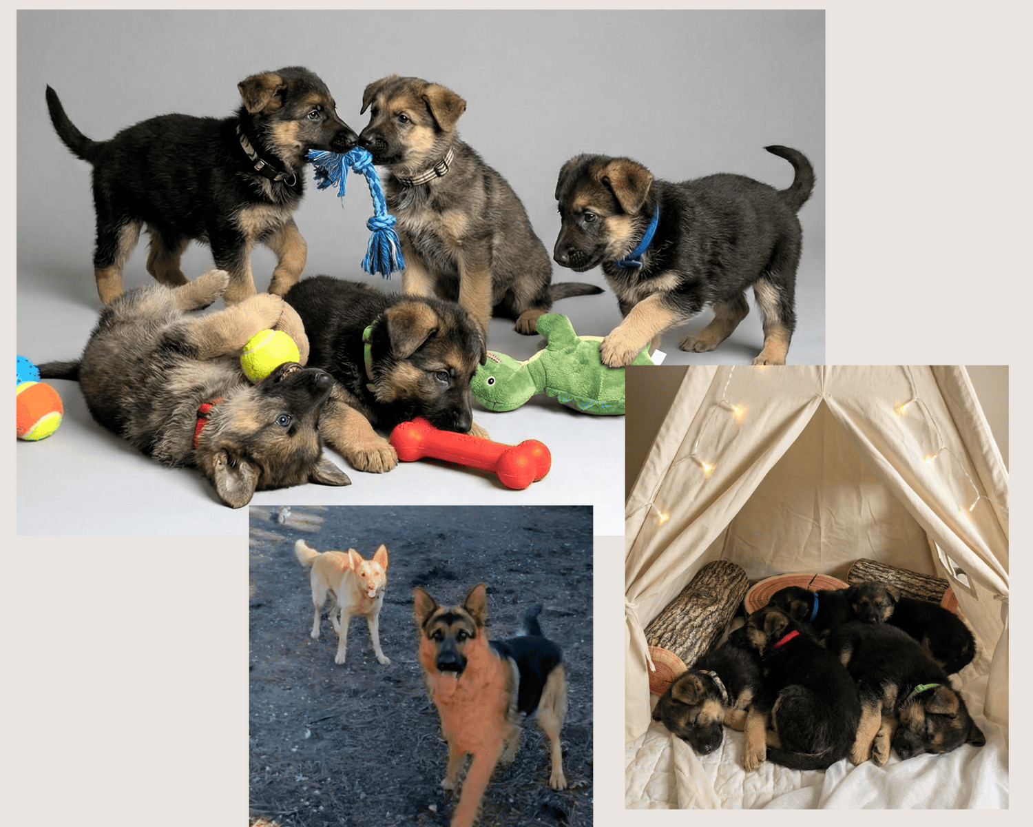 Six adorable 8-week-old German Shepherd puppies ! image 2
