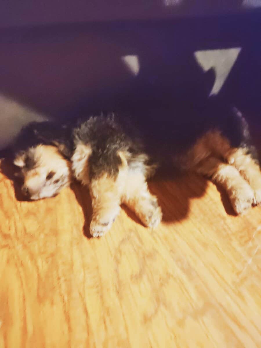 Free puppies image 4