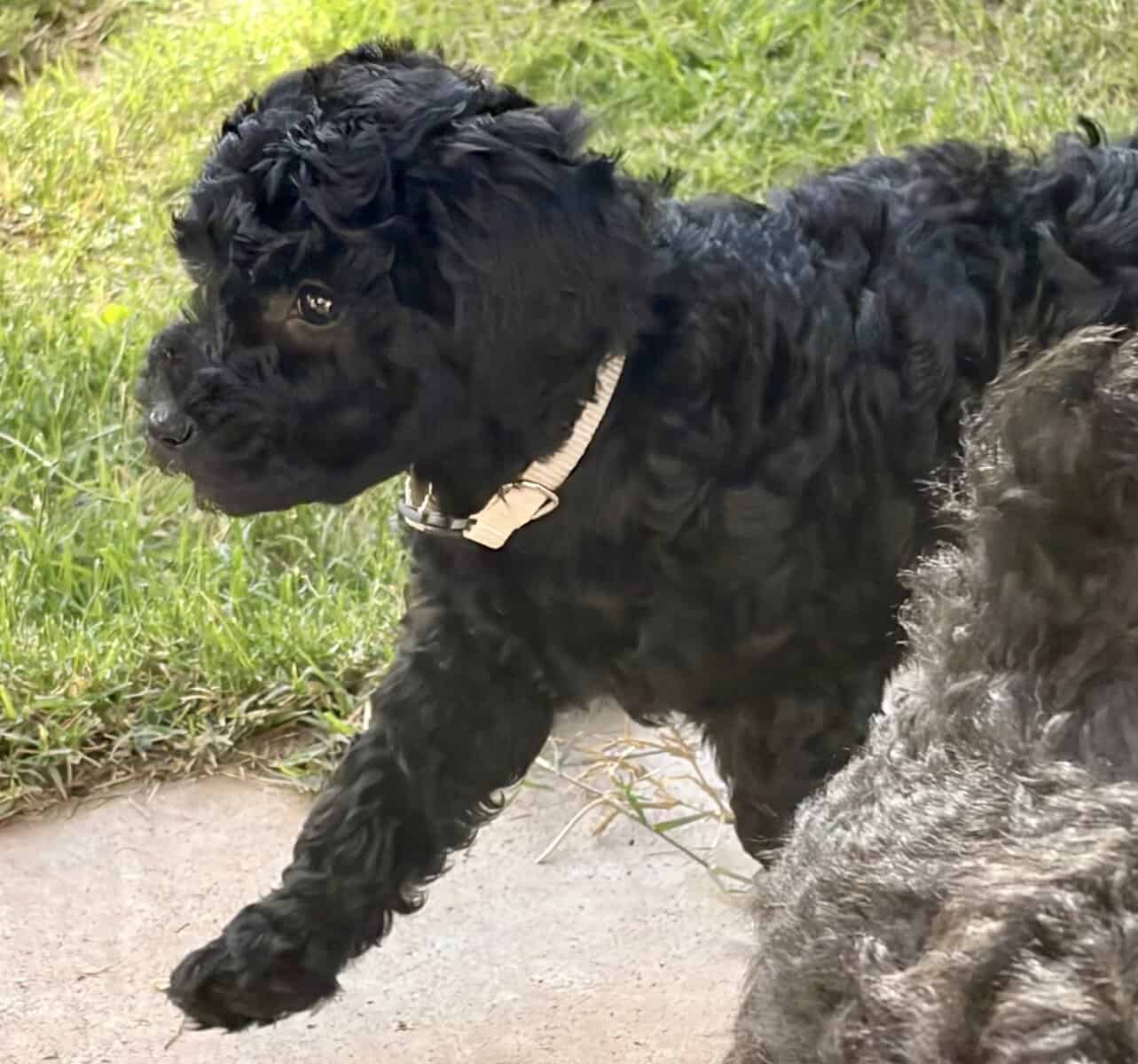 F2B Goldendoodle Puppy image 3
