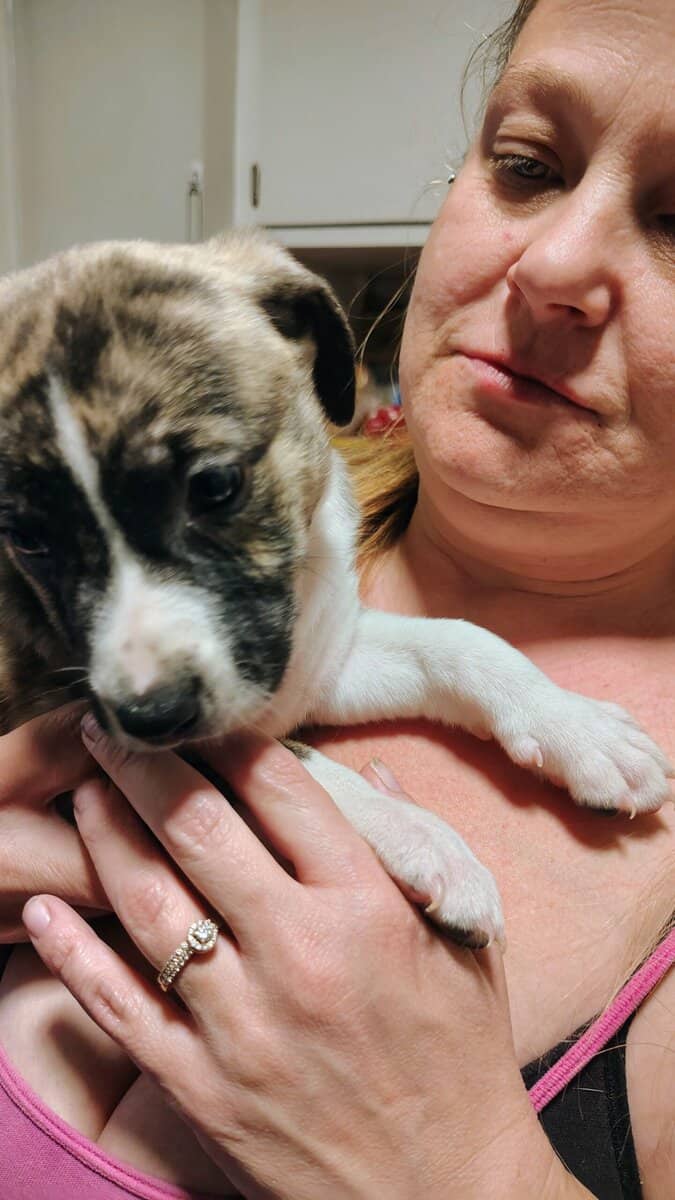 6 puppies image 9