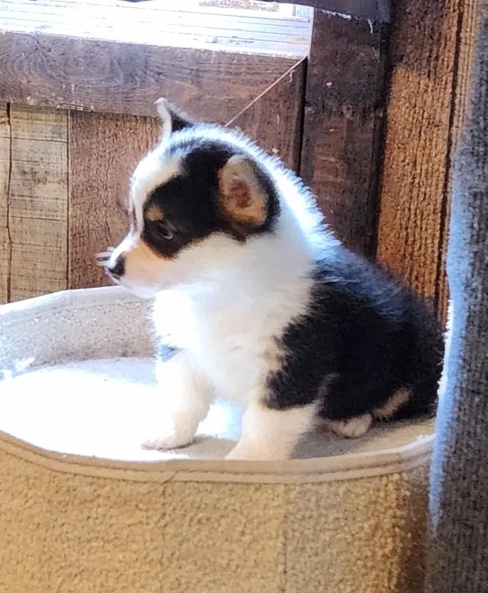 puppies image 9
