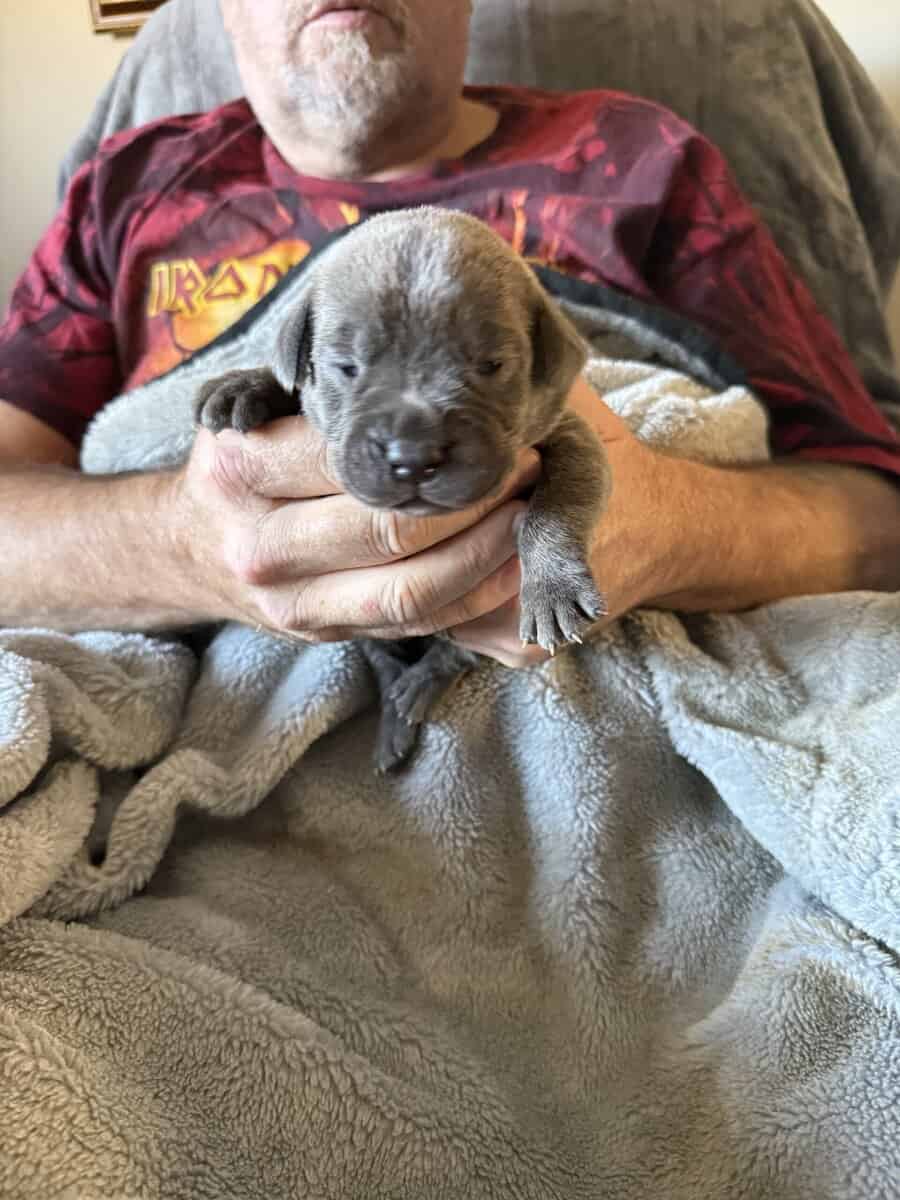 Corso Puppies image 2