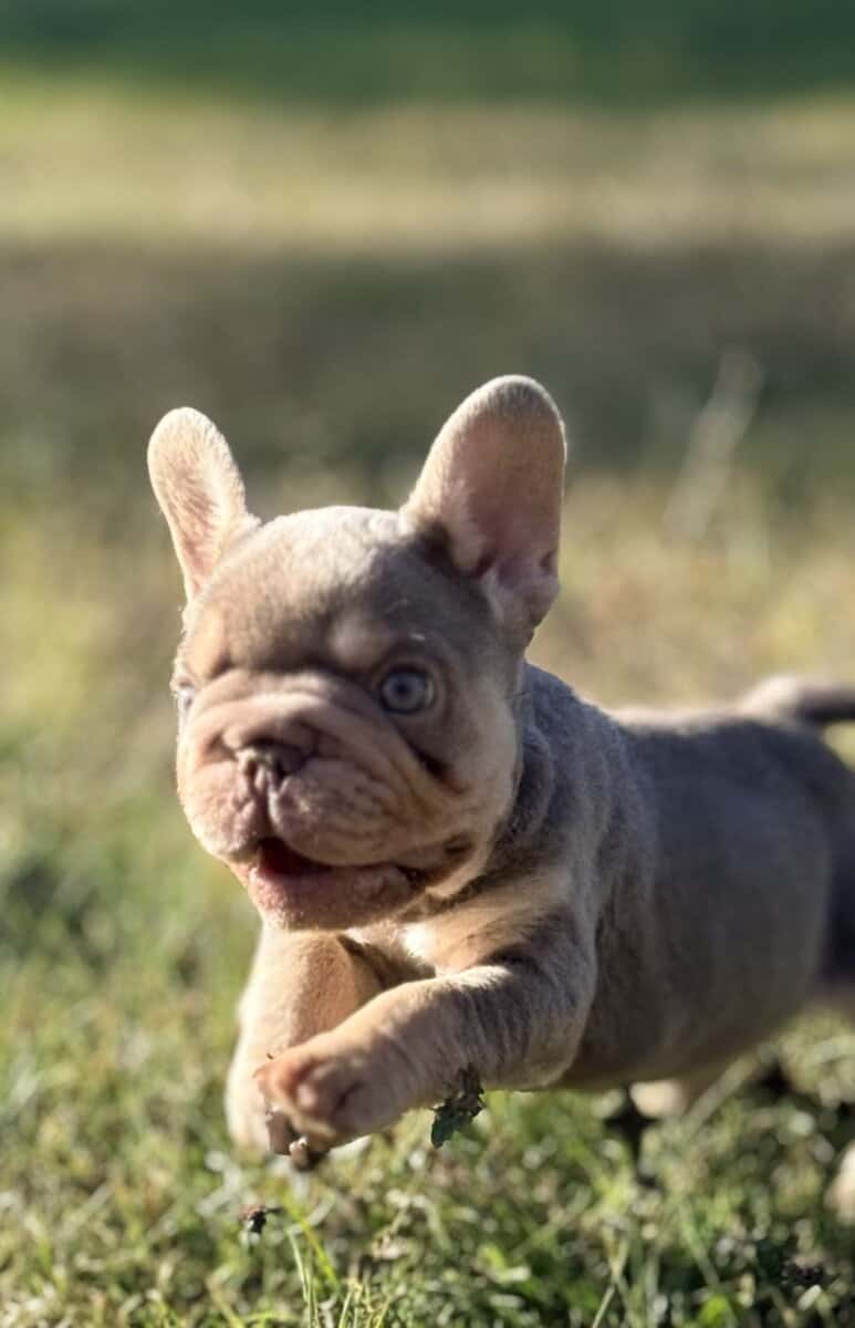 French Bulldog image 11