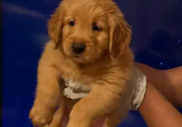 Hand Raised Golden Retrievers
