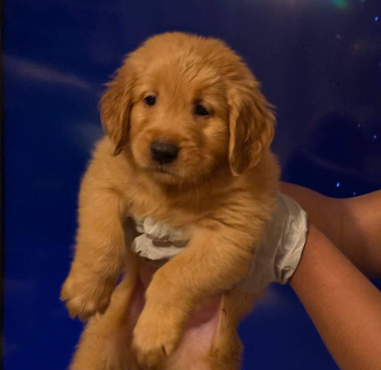 Hand Raised Golden Retrievers image 1