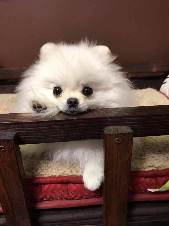 Lookin for pomeranian image 1