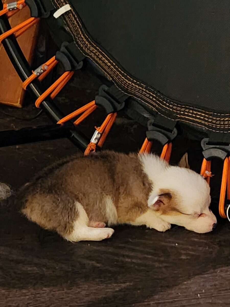 Corgi puppies image 9