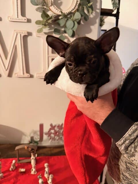 🐾 Miniature French Bulldog Puppies – 9 Weeks Old image 7