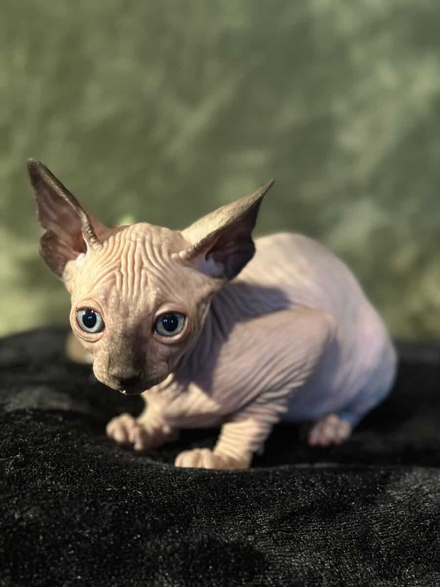 Sphynx babies image 10