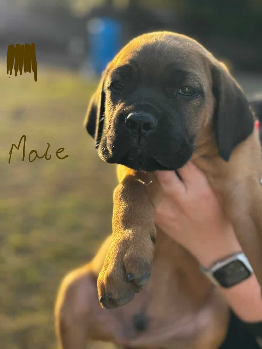 Cane Corso puppies image 14