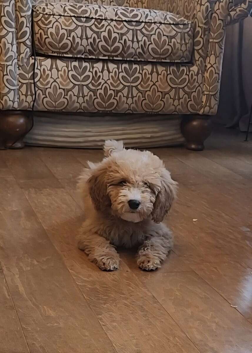 Female Mini Goldendoodle image 2