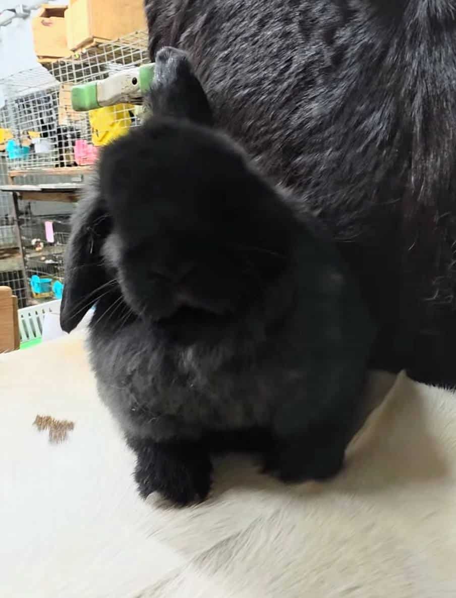 Quality Holland Lop rabbit for sale image 5