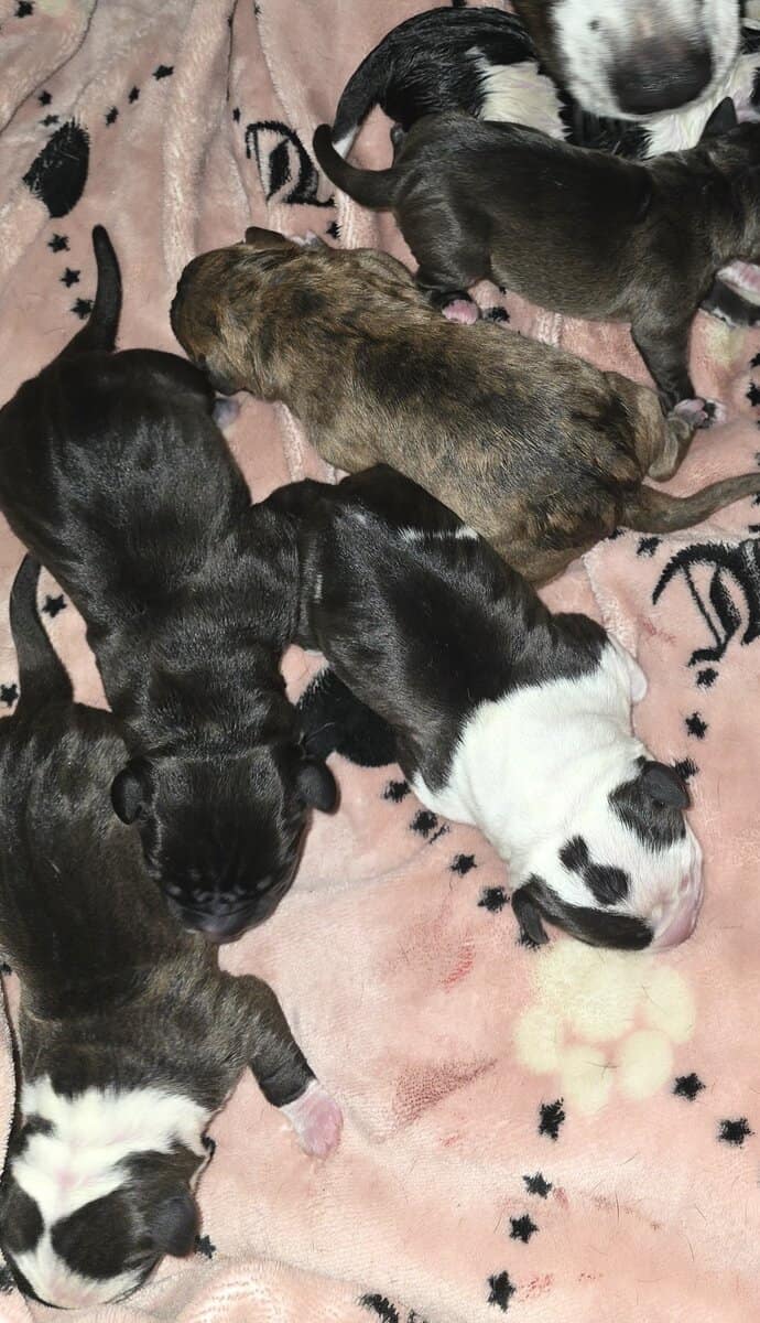 Adorable Pitbull Puppies – Now Reserving image 4