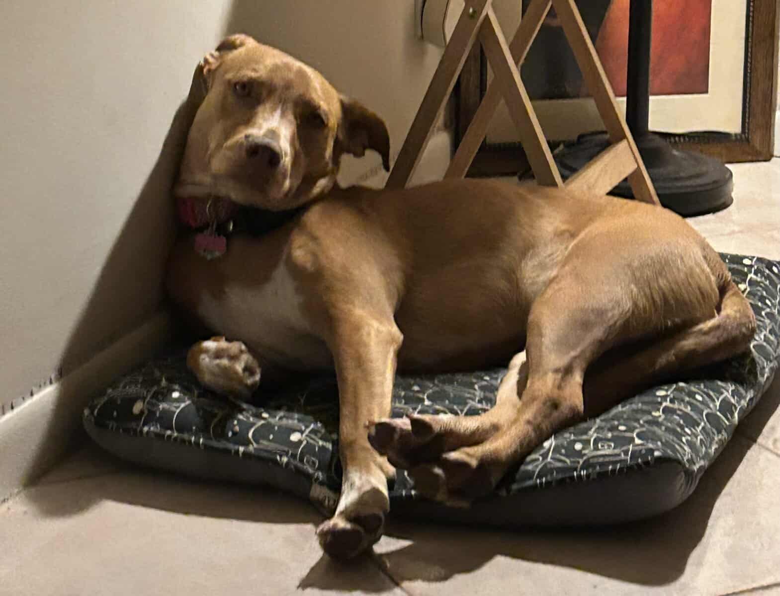 Need an urgent home for Nala image 2