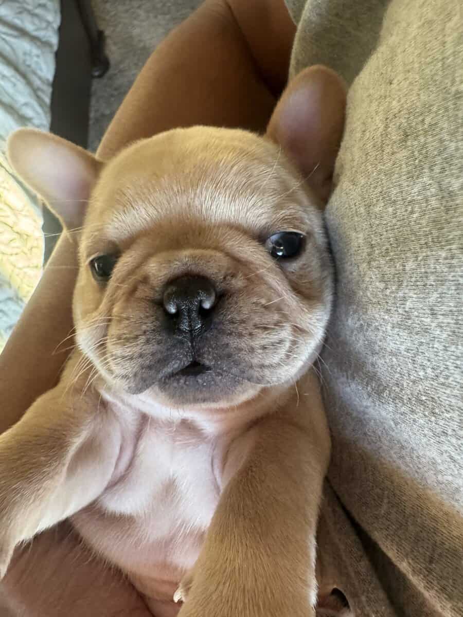 French Bulldog Puppies image 2