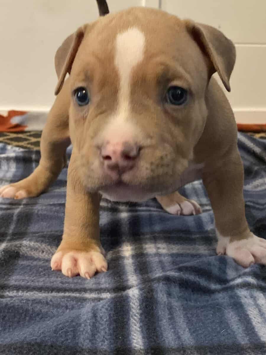 American bully pups looking for rehoming image 6
