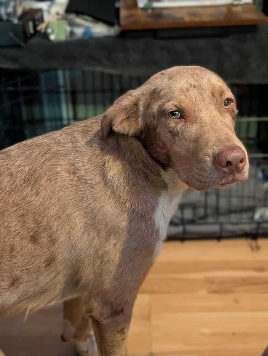 Lab & Catahoula Mix named Cobra image 1