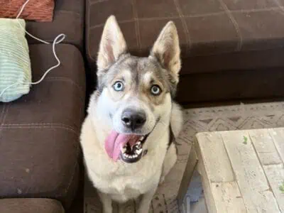 sweet Nala needs a home