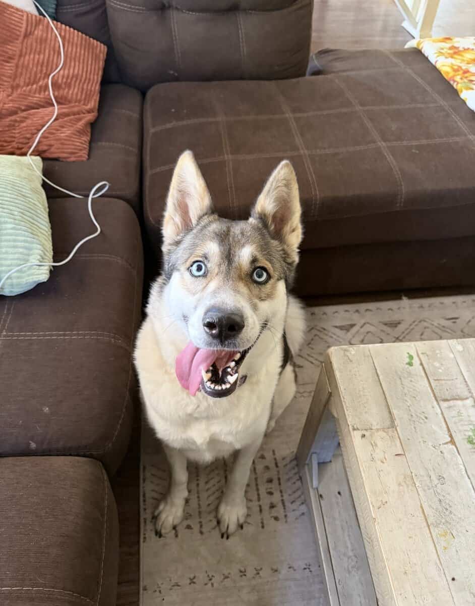 sweet Nala needs a home image 1