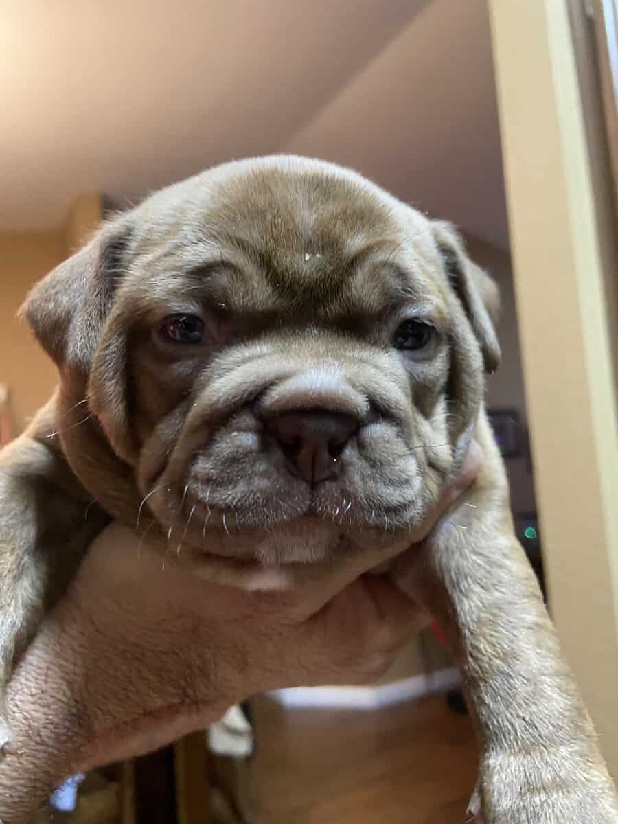 American bully image 2