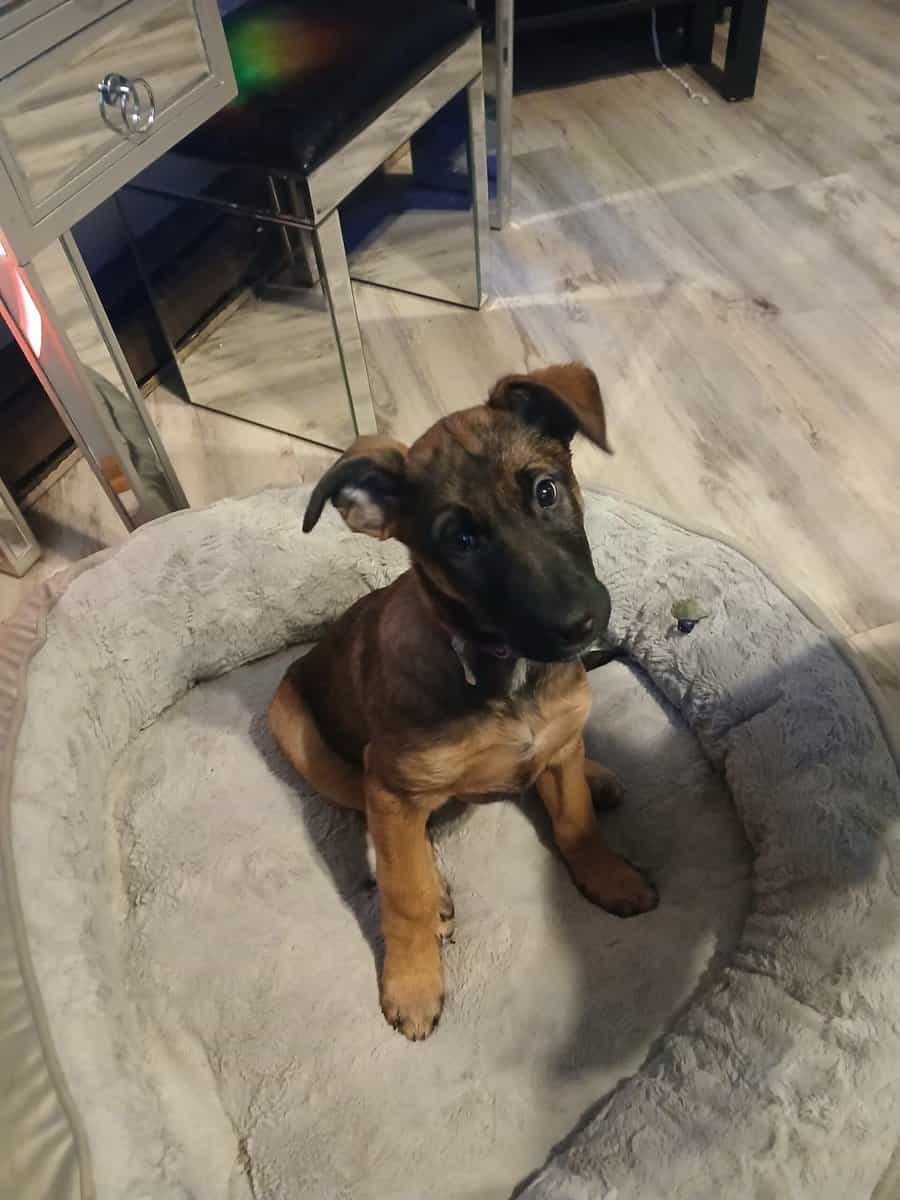 Belgian malinois/ cane corso mix pups image 4