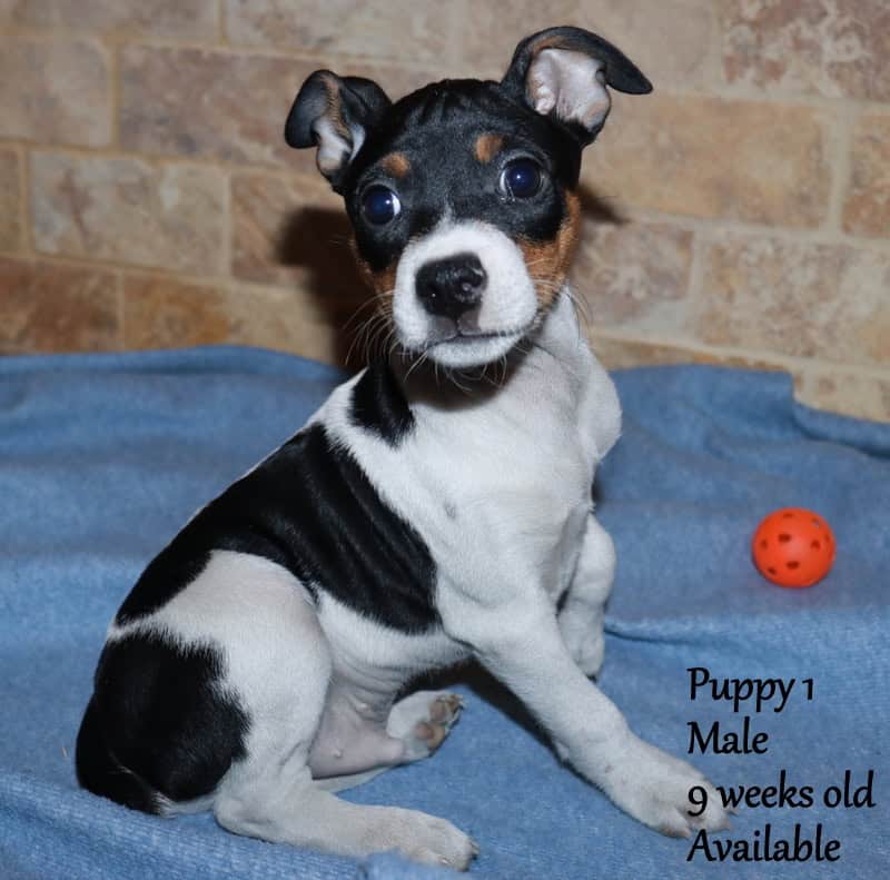 Rat Terrier Puppies (Arizona) image 1