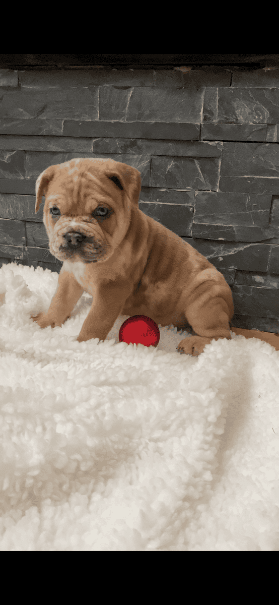 Merle mastiff puppies Chicago Illinois image 1